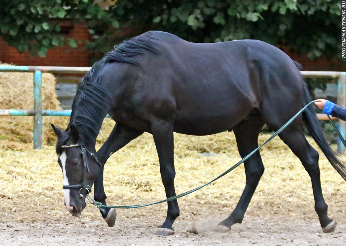 Арабтар неміс әйелдерін сиқырлайды