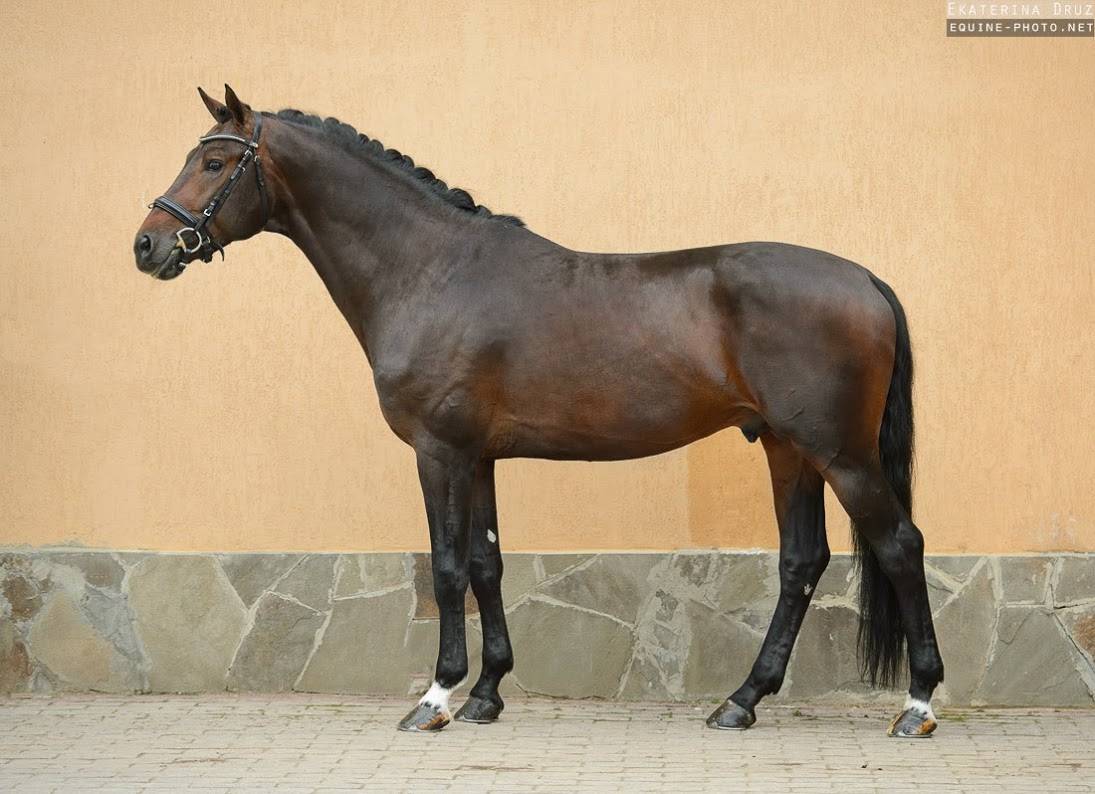 Жеребец Kartsevo Goldfinch (Карцево Голдфинч), голландская спортивная.  Информация о лошади.