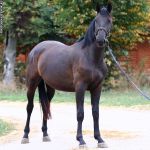 ��������� ����