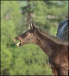 ���������� (ex �����)