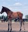 Dolores_Vizb_Filly2.jpg