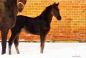 Godiva_Voobr_26_3.jpg