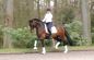 Sarotti_trot1.jpg