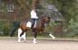 Sarotti_trot2.jpg