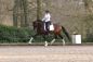Sarotti_trot3.jpg