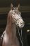 dressagehorses.jpg