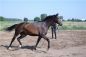 gomera_trot.jpg