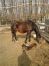 pr_gorizont_foal2.jpg