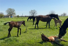 ������ ����� ������� ��������